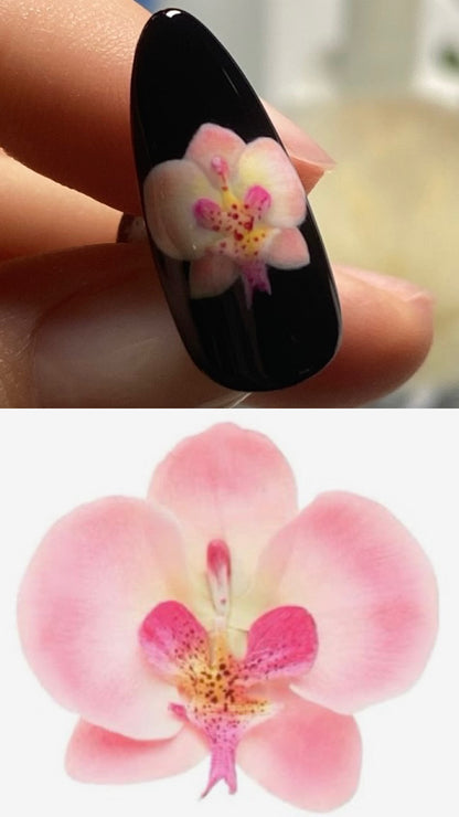 Orchids in Full Bloom (Limited Edition)
